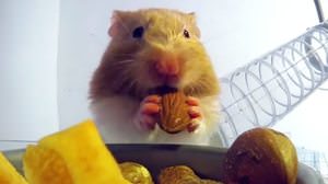 Finally, the size of the hamster's "cheek pouch" has been revealed! --What a "buttock" !?