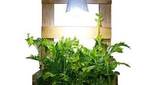 Cultivation kit "Nature Box" that can grow pesticide-free vegetables indoors
