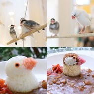“文鳥の日”を記念して…ことりカフェで「秋の文鳥祭り」--文鳥カレーや文鳥クッキーも！