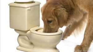イヌもネコも大喜び！？―便器型のペット用給水器「Dog Toilet Bowl」