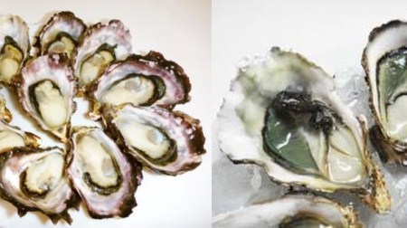 Oyster bar for a limited time at the antenna shop--Seasonal Hiroshima oysters with local sake