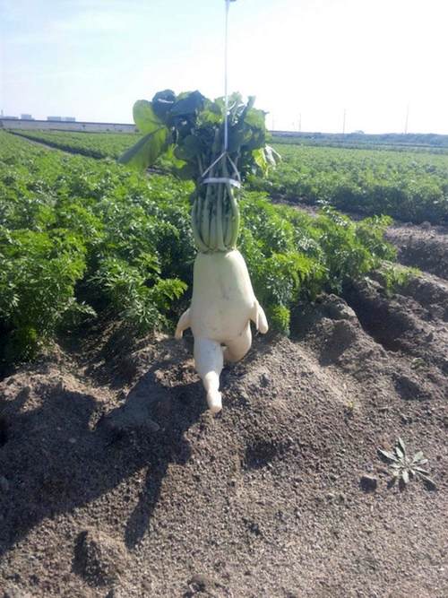 The radish man came out of the field.