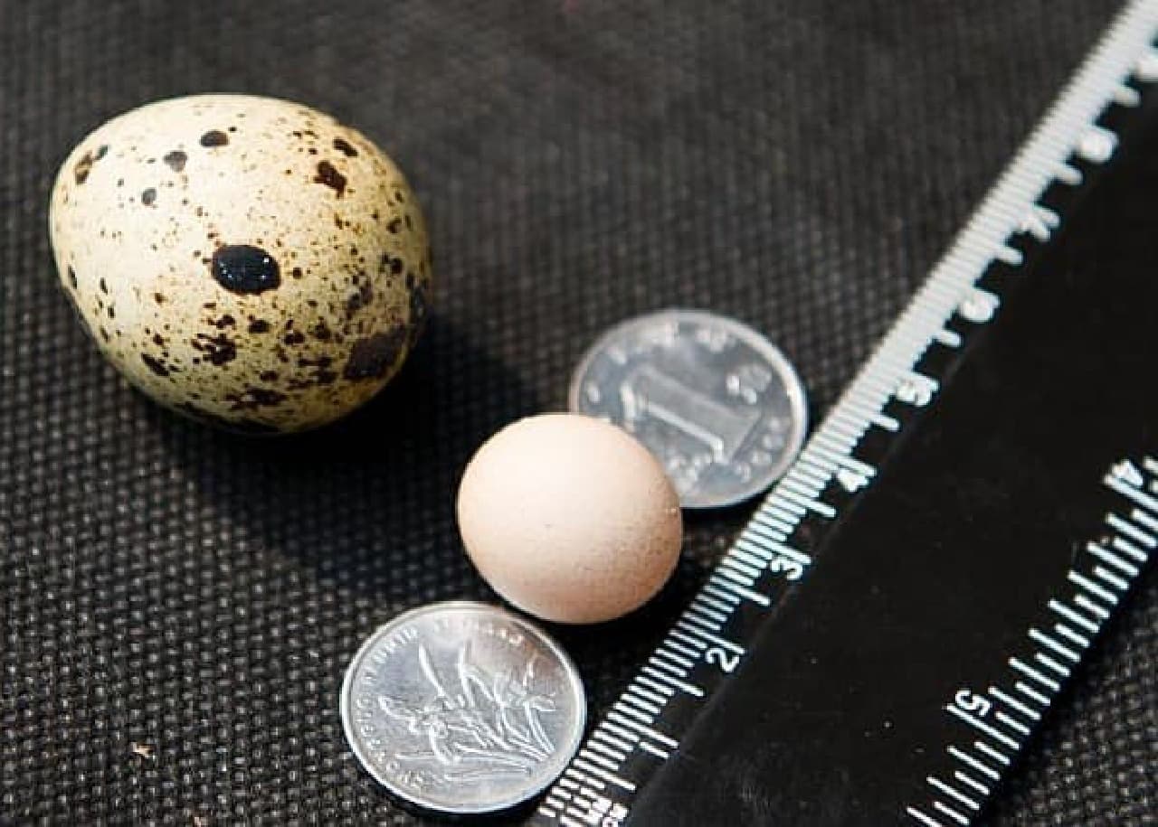 世界一小さいニワトリの玉子 ― うずらの玉子よりも小さい（出典：China Daily）