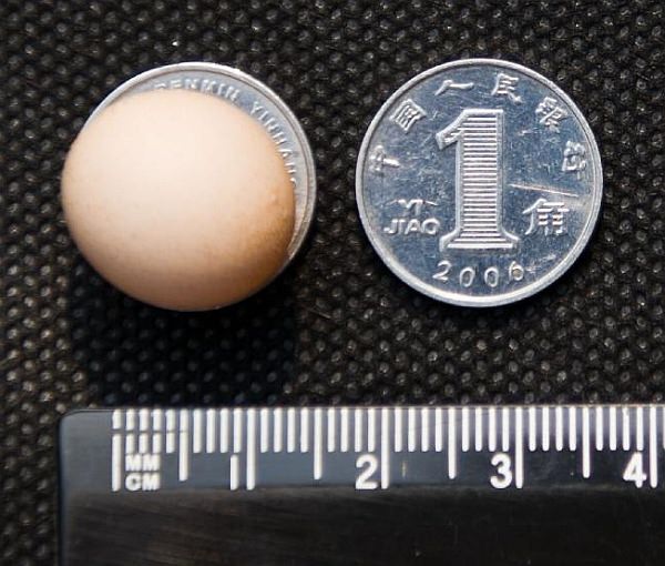 The size is smaller than one Chinese coin (Source: China Daily)