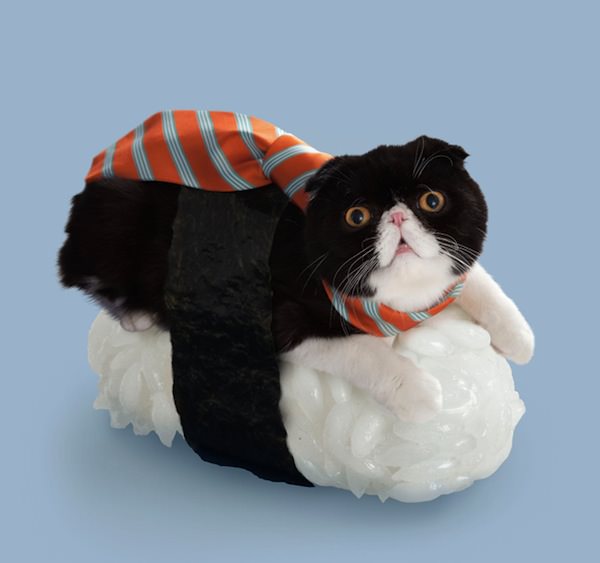 "Shakepu" of tie cat