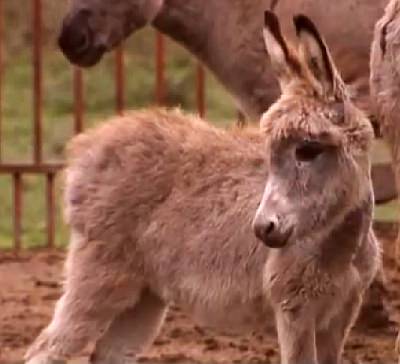 Donkeys bred in the Serbian Zasavica Nature Reserve