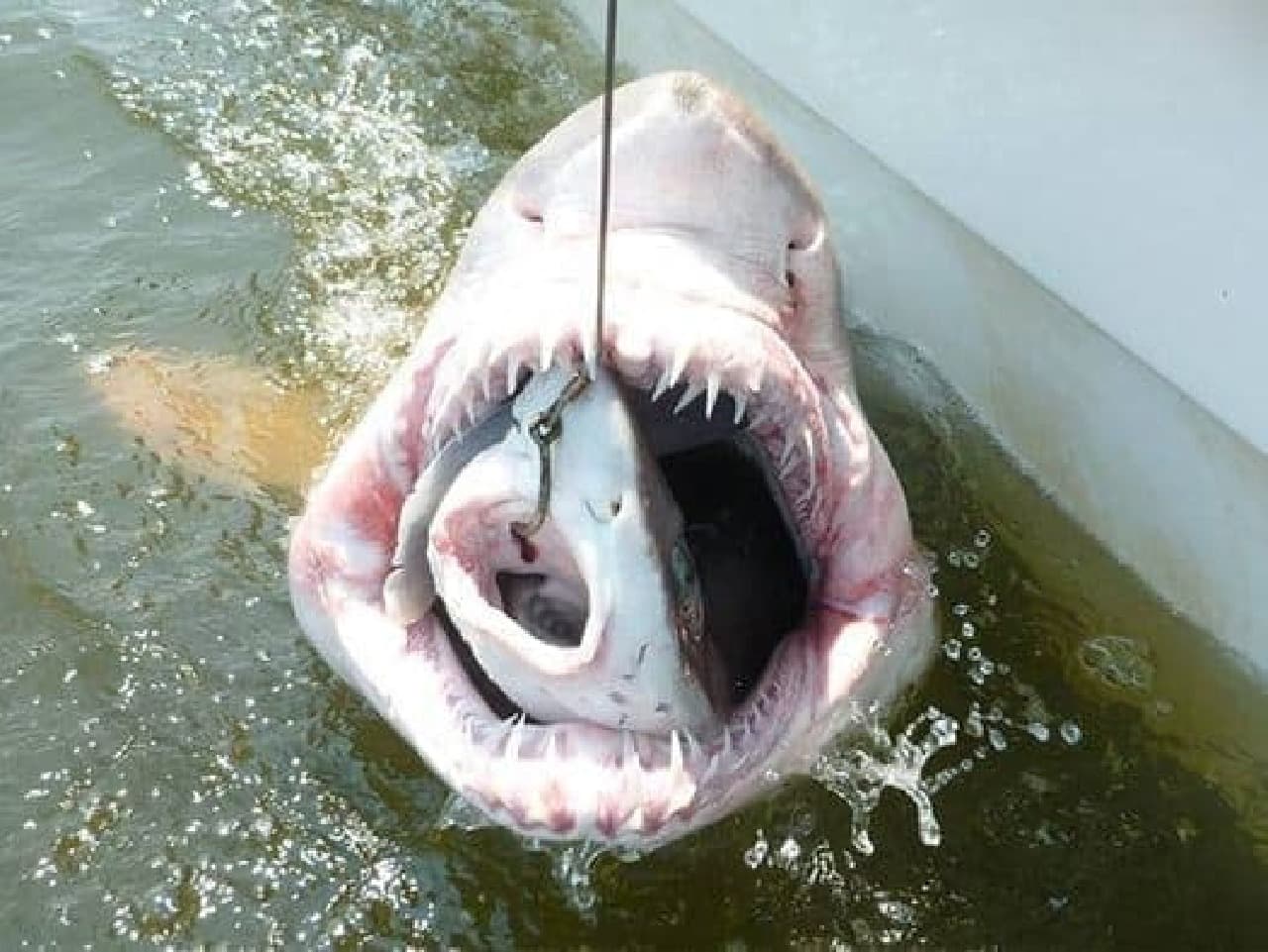 サメを食べているサメ
