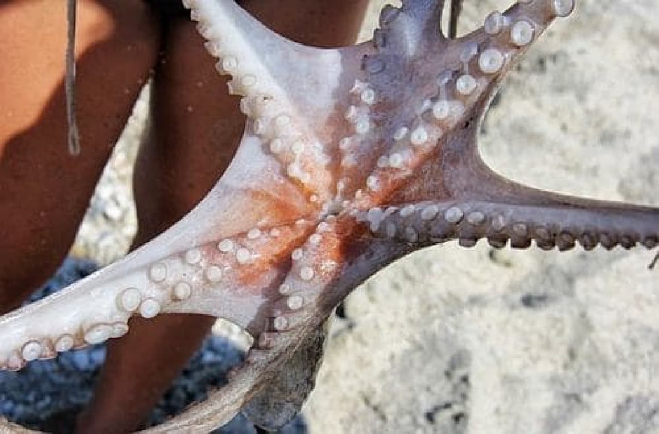 Six-legged octopus "Hexapas" captured in Greece (Source: SWNS.com)