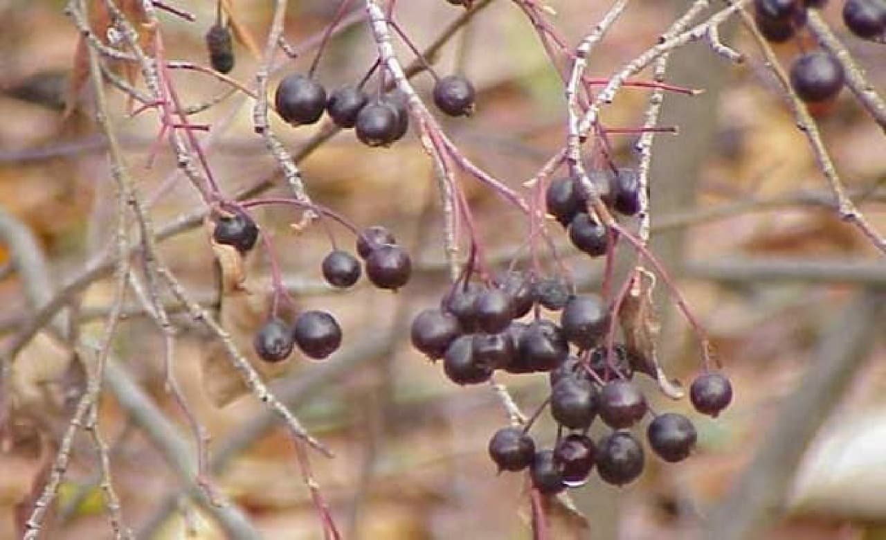 Aronia, the miracle fruit (Source: Wikipedia)