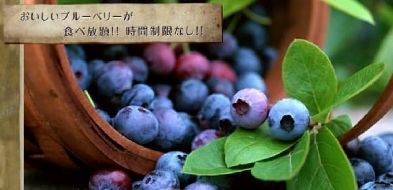 How about blueberry hunting?