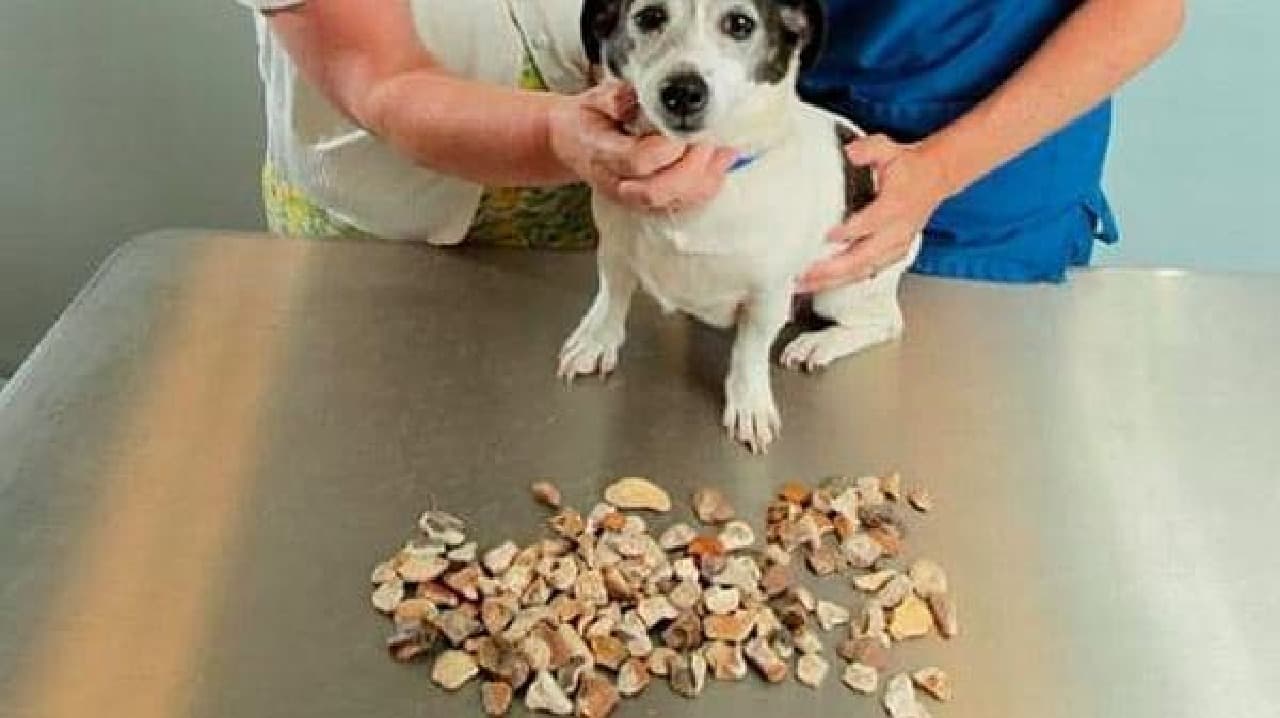 Star that ate the stone and pebbles extracted from the stomach (Source: PDSA)