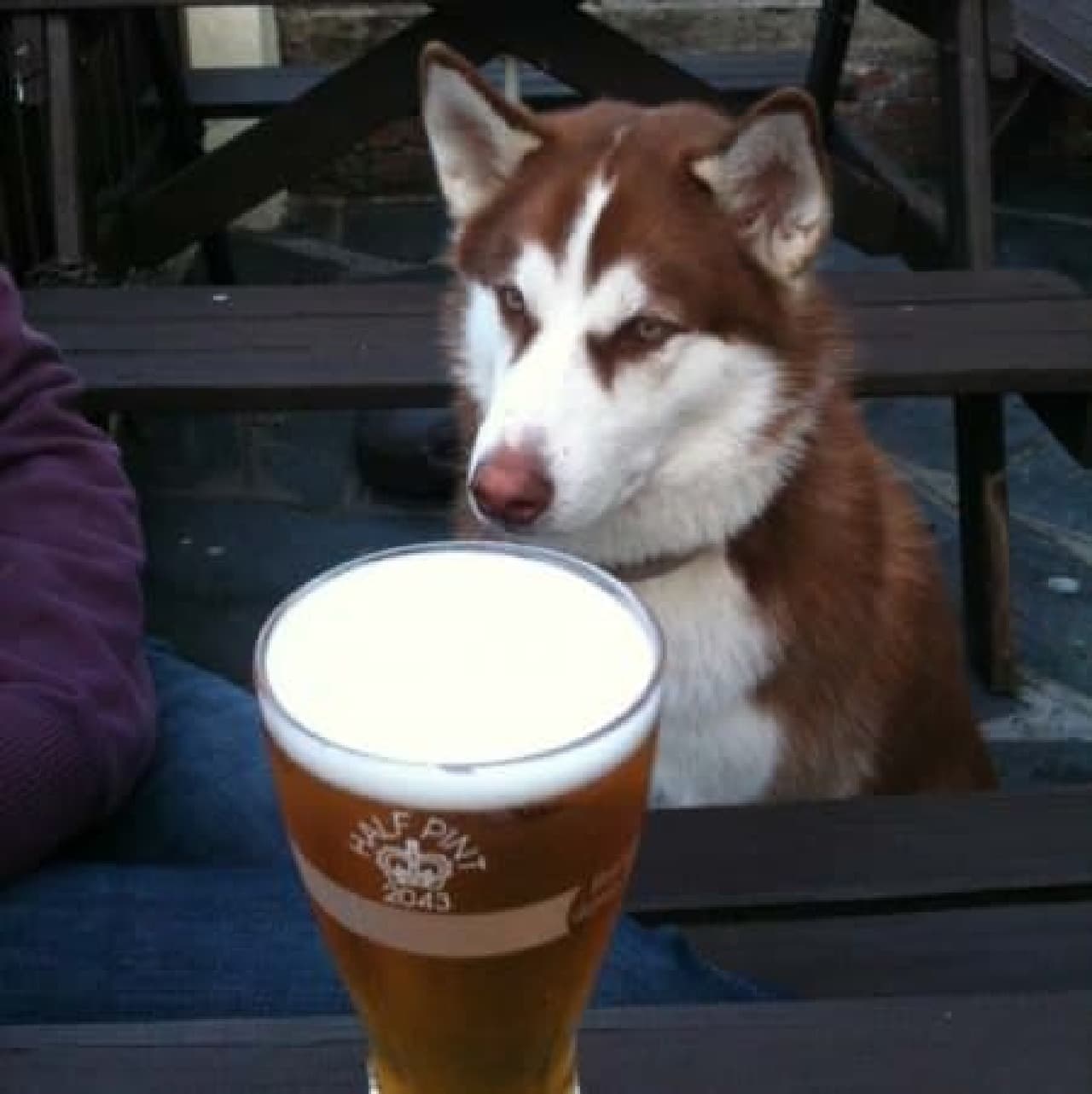 "What is that Shuwashuwa drink ...?" (Source: Dogs in Pubs)