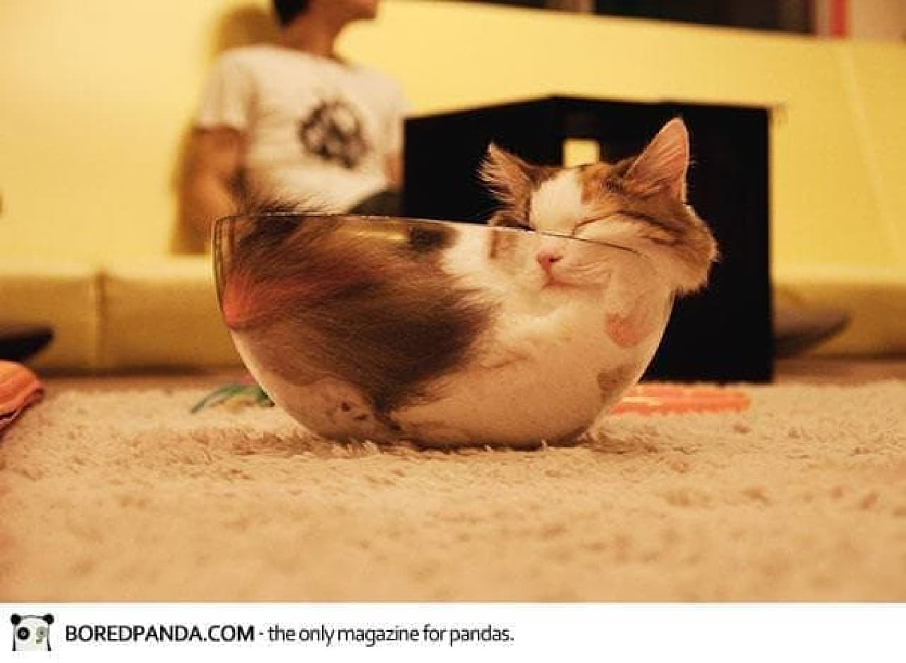 10 images proving that "cats are liquids"