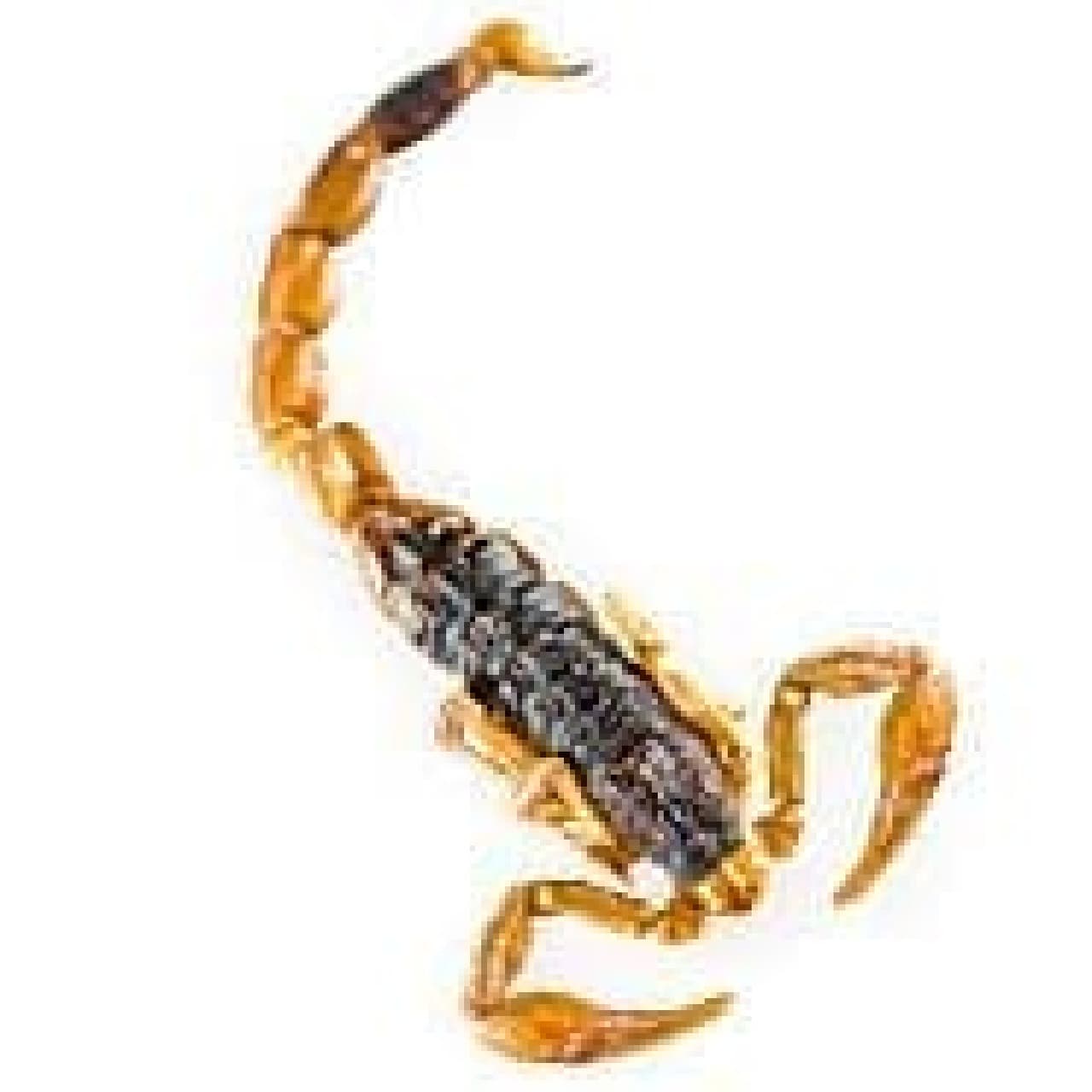 There are 5 such scorpions!