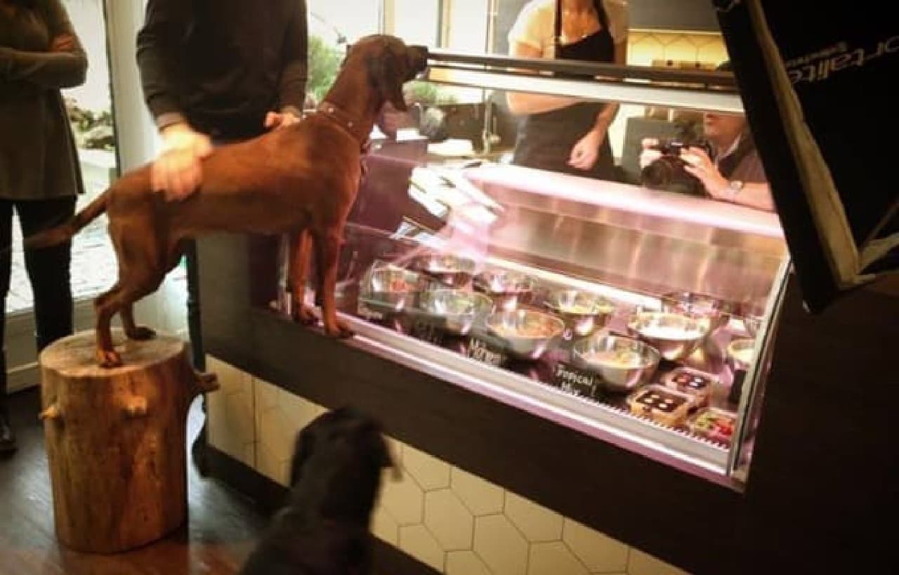 Customers (dogs) come to the store! (Source: Pets Deli Official Facebook)
