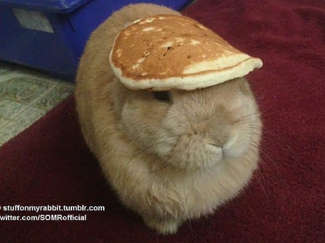 This is a pancake photo that was first posted on Twitter