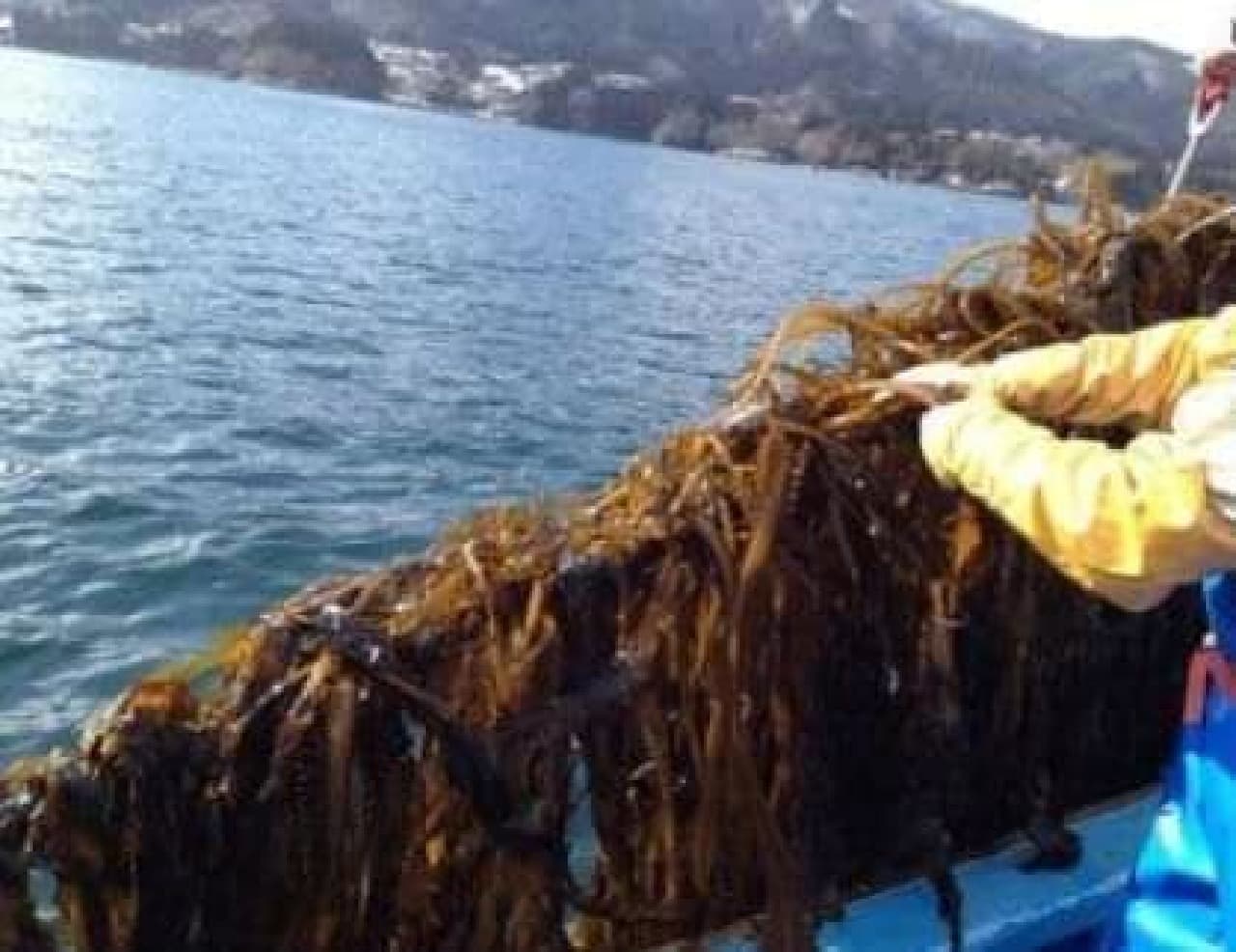 State of wakame harvest