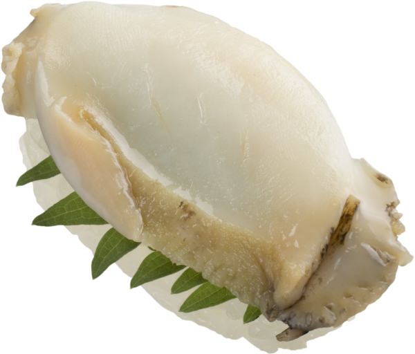 Ezo abalone (Haliotis asinina)